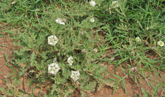 Chamaesaracha coniodes