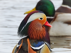 Aix galericulata