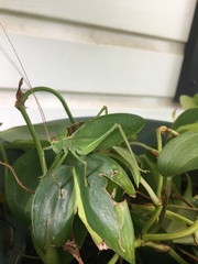 Pterophylla camellifolia