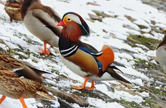 Aix galericulata