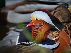 Aix galericulata