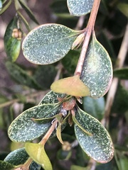 Eurytetranychus buxi