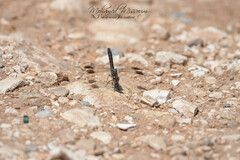 Brachythemis impartita