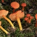 Hygrocybe constans - Photo (c) corndog, some rights reserved (CC BY-NC), uploaded by corndog