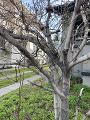 Prunus amygdalus