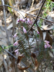 Erica australis