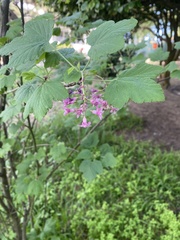 Ribes malvaceum