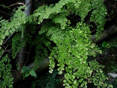 Adiantum