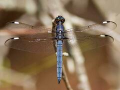 Libellula cyanea