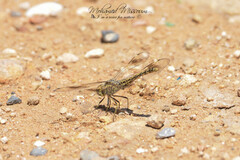 Brachythemis impartita