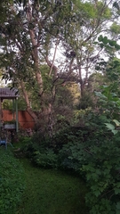 Alectura lathami lathami