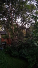 Alectura lathami lathami