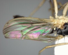 Cordilura