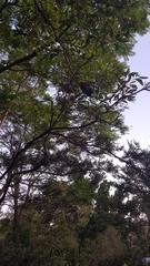 Alectura lathami lathami