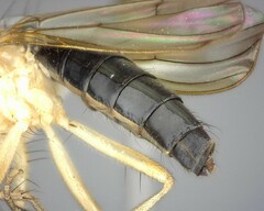 Cordilura