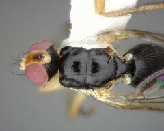 Cordilura