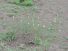 Zephyranthes chlorosolen