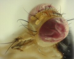 Cordilura