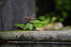 Phaethornis striigularis