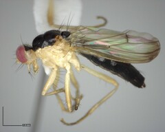 Cordilura