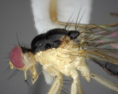 Cordilura