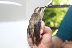 Phaethornis longirostris