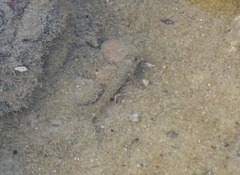 Bathygobius soporator