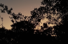 Alectura lathami lathami