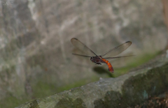 Libellula herculea