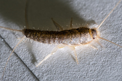 Ctenolepisma