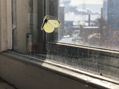 Pieris rapae