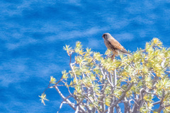 Falco tinnunculus canariensis