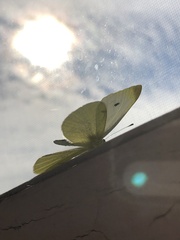 Pieris rapae