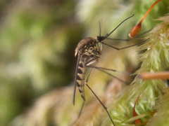 Ochlerotatus