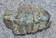 Rhyssoplax olivacea