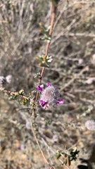 Dalea pulchra