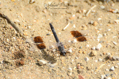 Brachythemis impartita