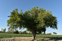 Celtis tala