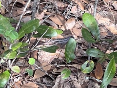 Sceloporus woodi