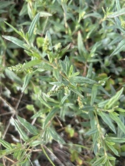 Persicaria prostrata