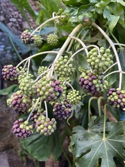Fatsia
