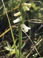 Spiranthes
