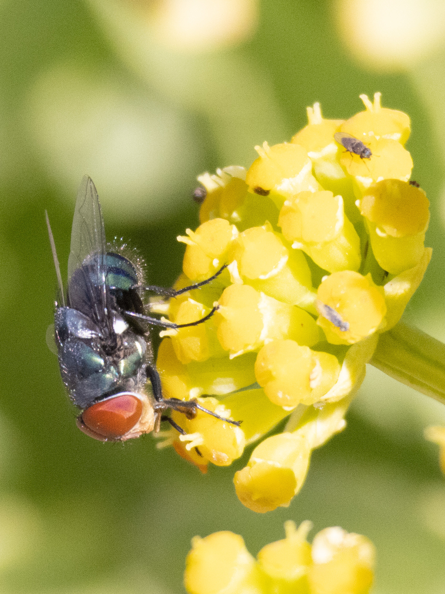 Chrysomya megacephala (Fabricius, 1794)