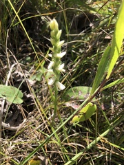 Spiranthes