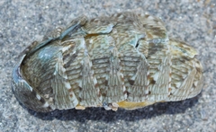 Rhyssoplax olivacea