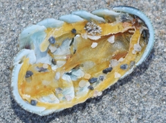 Rhyssoplax olivacea