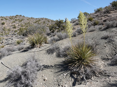 Nolina bigelovii