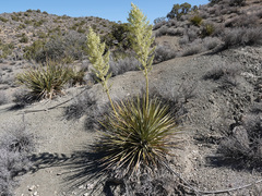 Nolina bigelovii