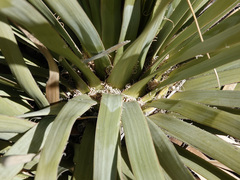 Nolina bigelovii