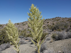 Nolina bigelovii